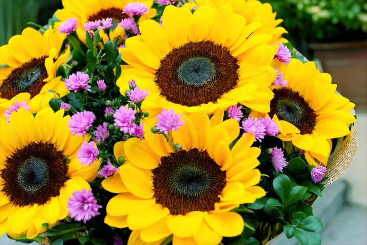 55 fascinating facts about sunflowers to make your day brighter